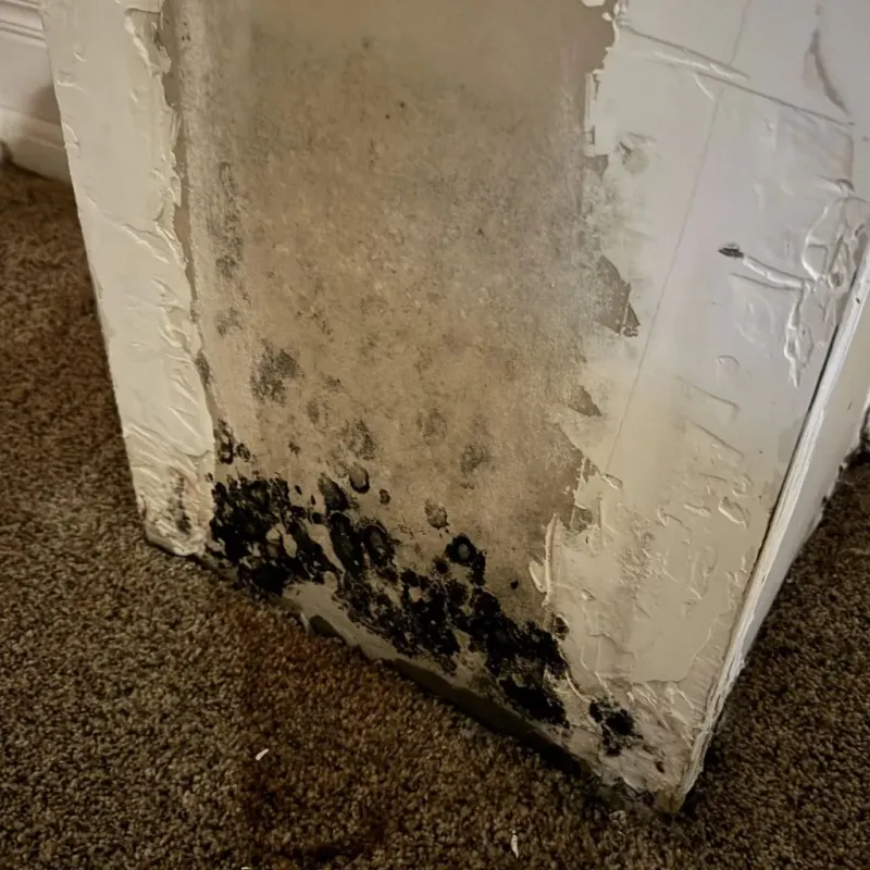 Professional Mold Removal in Pembroke, VA